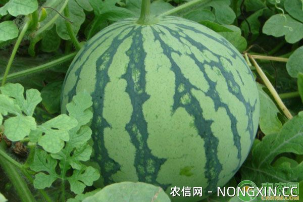 无籽西瓜品种有哪些？无籽西瓜优质丰产栽培技术