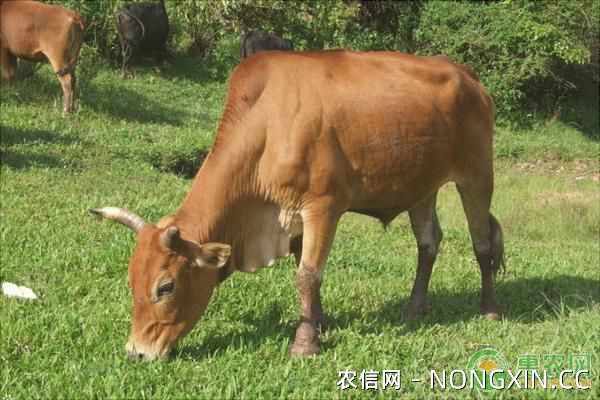 如何提高黄牛的养殖效益？