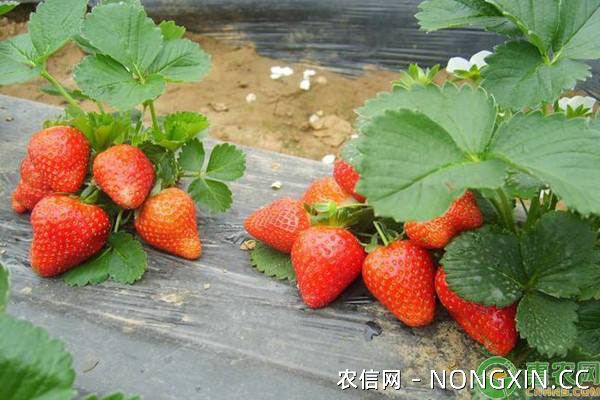 早熟草莓种植技术