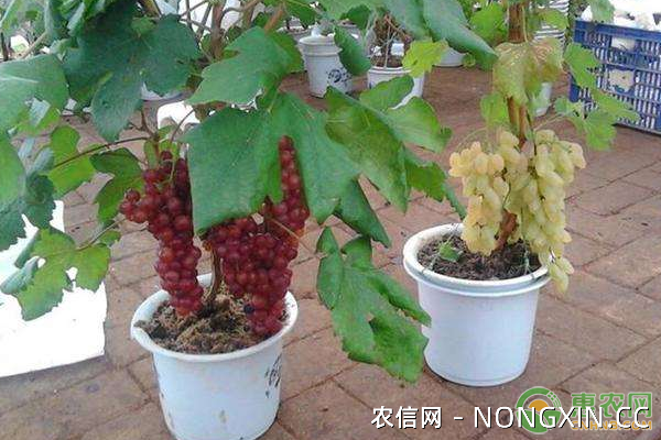 盆栽葡萄选择什么品种为宜？盆栽葡萄种植技术