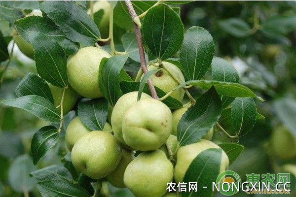 台湾青枣的高效种植技术及管理要点