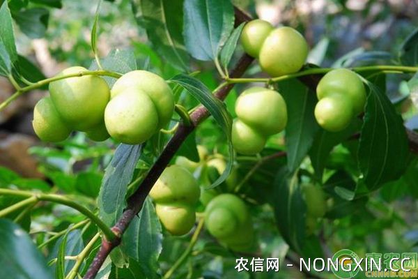 台湾青枣的高效种植技术及管理要点