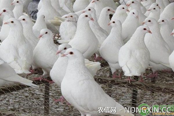 白鸽养殖注意事项