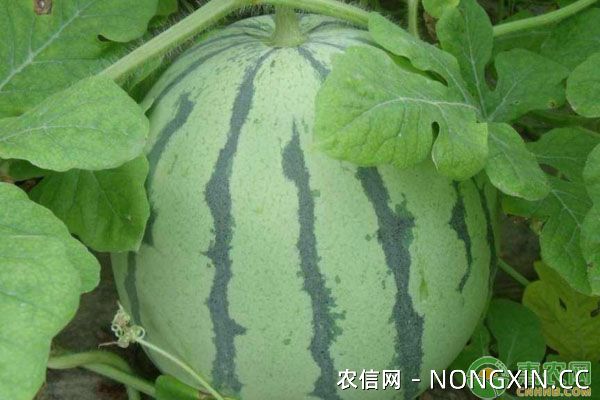 无籽西瓜品种有哪些？无籽西瓜优质丰产栽培技术