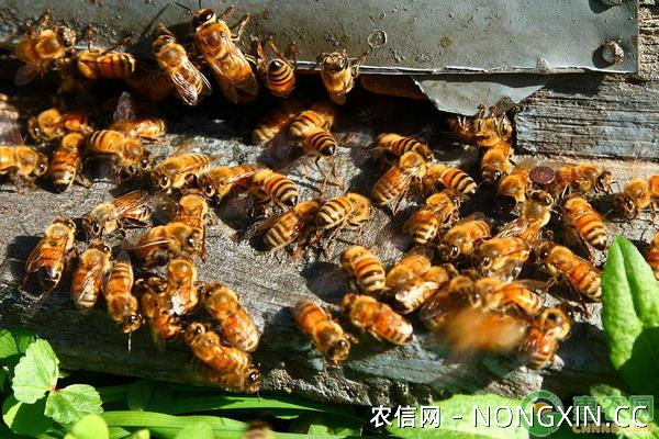 养殖蜜蜂的前景