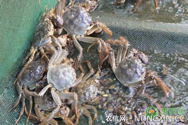 2019年养殖河蟹赚钱吗？养殖一亩河蟹的成本与利润分析！