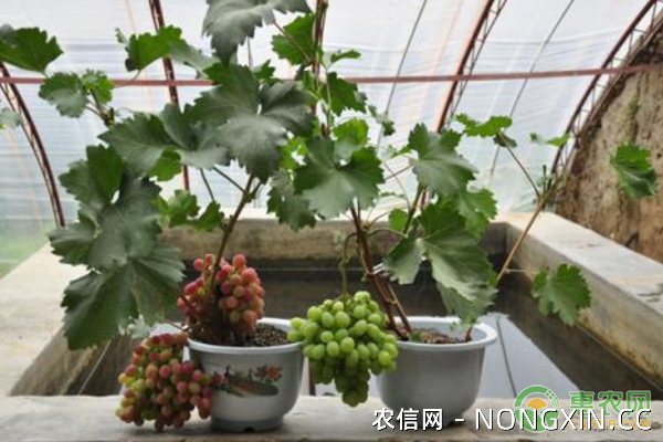 盆栽葡萄选择什么品种为宜？盆栽葡萄种植技术