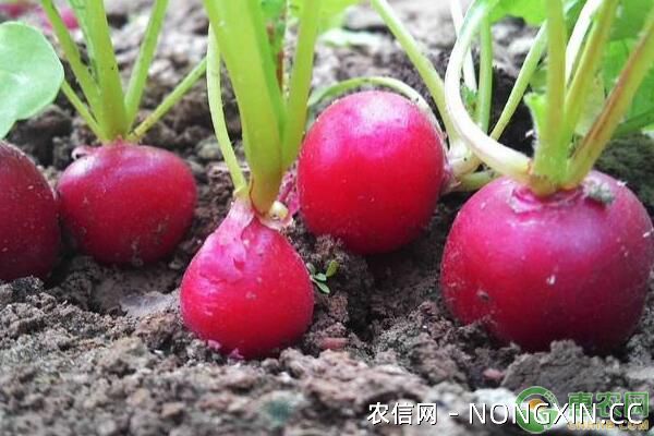 樱桃萝卜四季种植时间及高产栽培技术