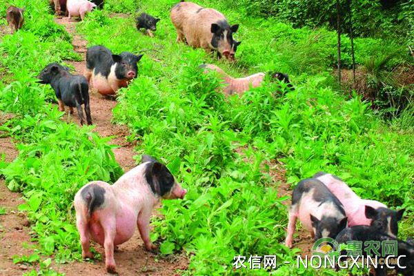 香猪的养殖优势