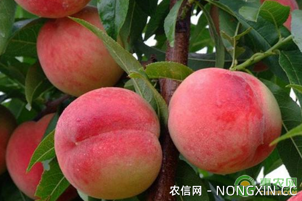 超早桃红蜜桃和油桃珍品超大早油王桃，有哪些特点？