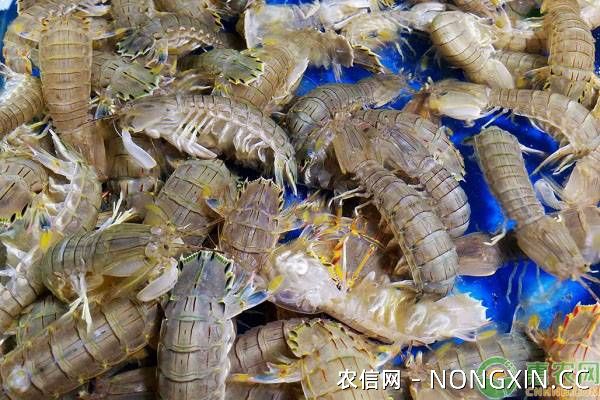 2019皮皮虾价格多少钱一斤？皮皮虾营养价值及市场前景分析