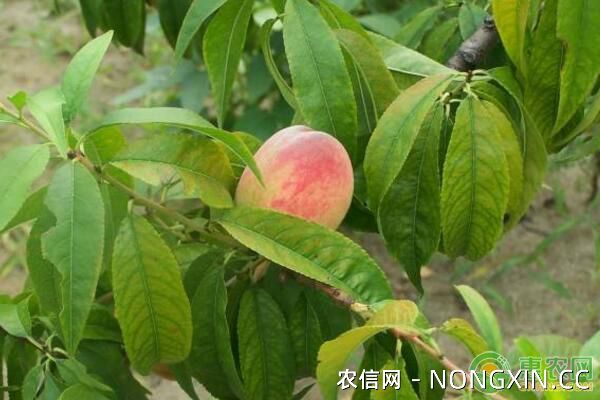 桃树缺铁症有哪些症状表现？桃树缺铁症防治措施
