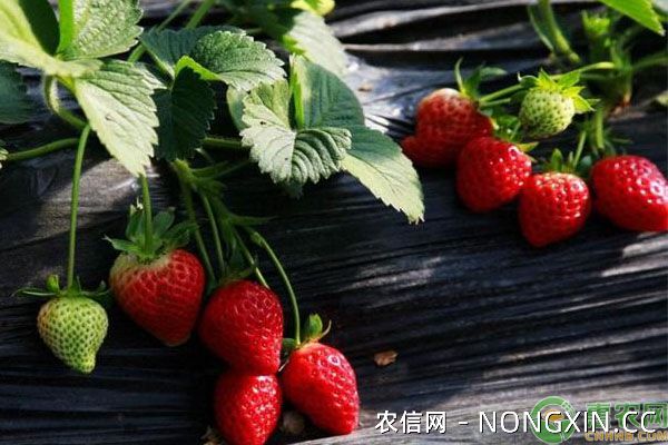 法兰蒂草莓栽培技术