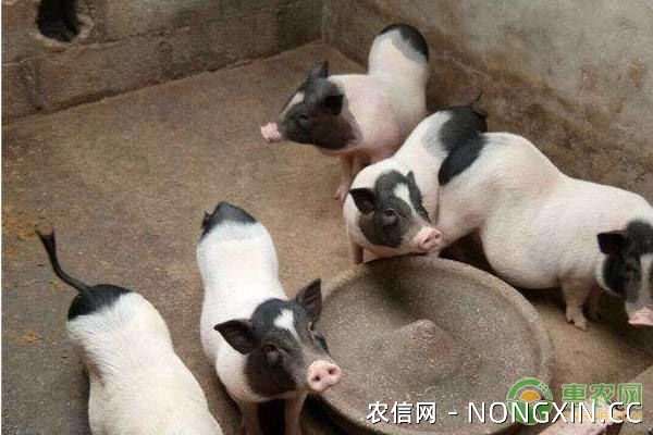 香猪的养殖利润