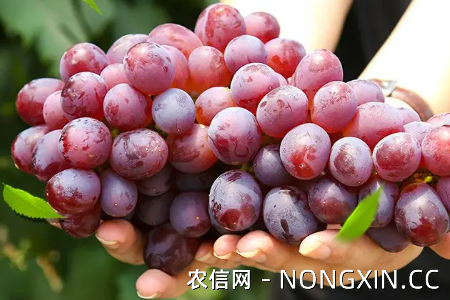大泽山葡萄品种有哪些