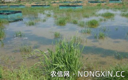 小龙虾养殖时水草移栽的要求
