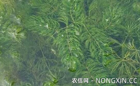 养小龙虾常用水草饲料的种植方法