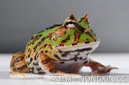 蝴蝶角蛙寿命多长