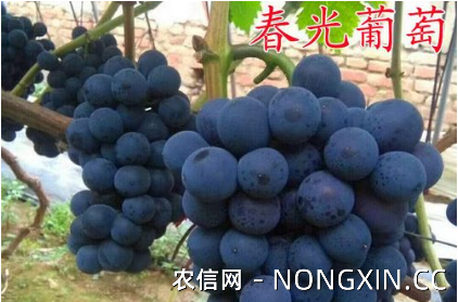 5月早熟的葡萄品种有哪些