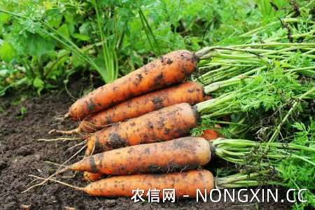 种萝卜时用什么肥料做底肥