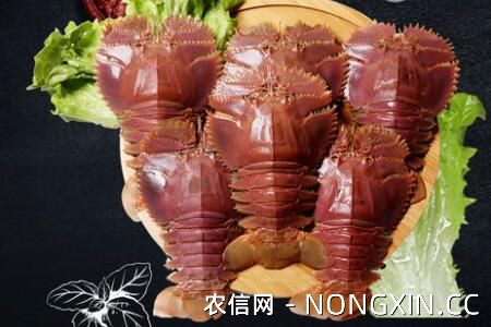 琵琶虾是什么虾