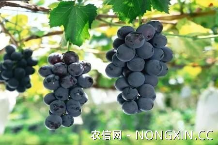 最甜的五种葡萄品种介绍