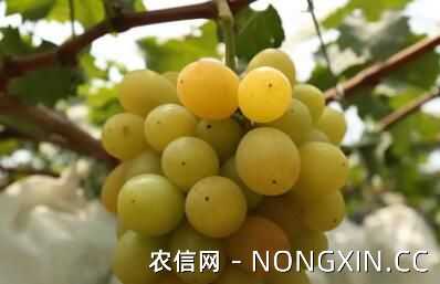 金桂香葡萄品种介绍