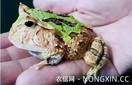 霸王角蛙寿命多久