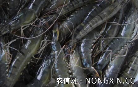 草虾和基围虾有什么区别