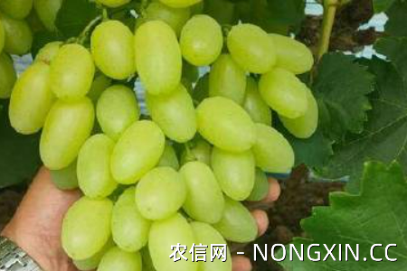青皮葡萄的五大品种