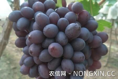 五大进口葡萄品种简介