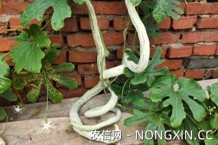蛇瓜怎么种植，育苗定植与肥水管理不可少