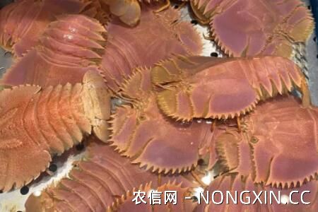 琵琶虾是海虾还是河虾