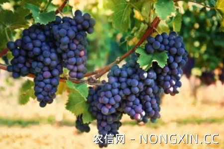 云南葡萄品种的主要特点
