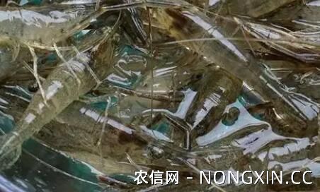 野生河虾一年繁殖几次