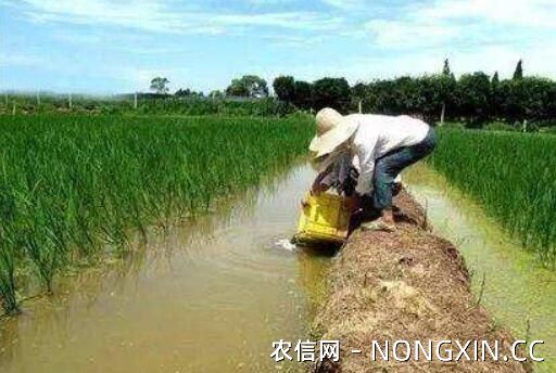 稻田养殖小龙虾怎么控制水位？