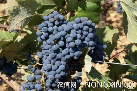 无籽葡萄的主要品种