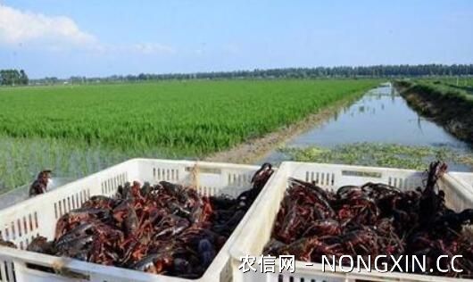 小龙虾养殖中水草的作用