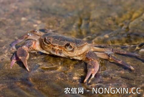 小龙虾与河蟹混养模式