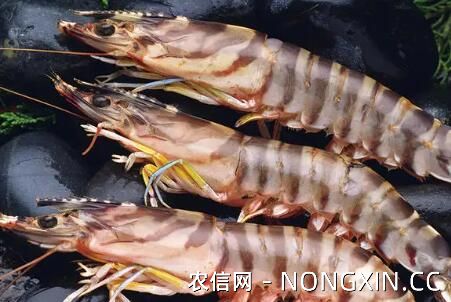 斑节虾怎么养殖，淡水还是海水养殖