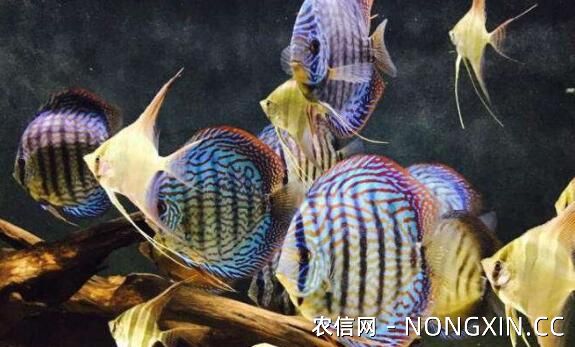 养七彩神仙鱼多观察，确保鱼儿体色与游动状态正常