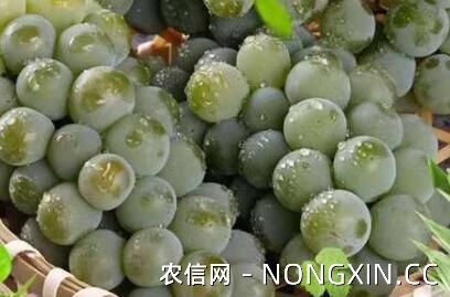 八大葡萄品种，新疆甜心无籽葡萄最美味