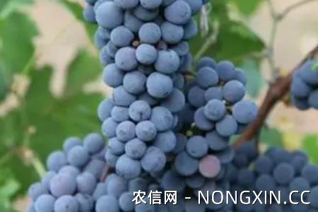 小葡萄品种有哪些