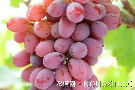 晚熟葡萄的五大品种