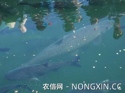 青鱼冬天吃食
