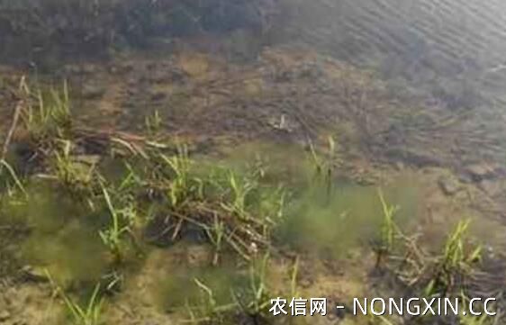 小龙虾虾池中青苔泛滥成灾，这几种方法消除青苔最有效