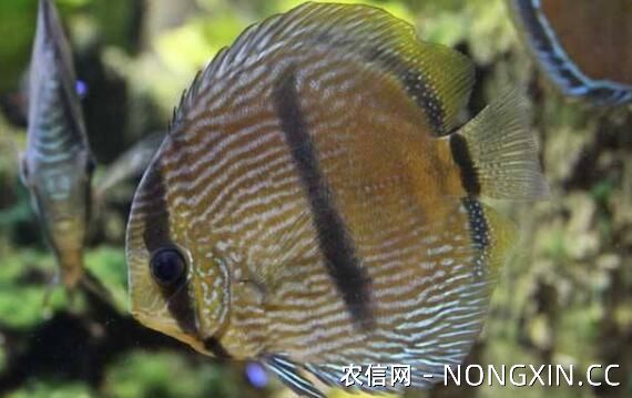 野生七彩神仙鱼的品种介绍，黑格尔七彩神仙鱼很特别