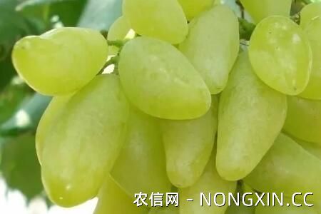 五种好吃的葡萄品种