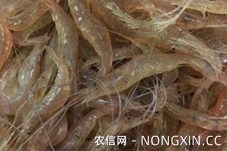 野生河虾喜欢吃什么