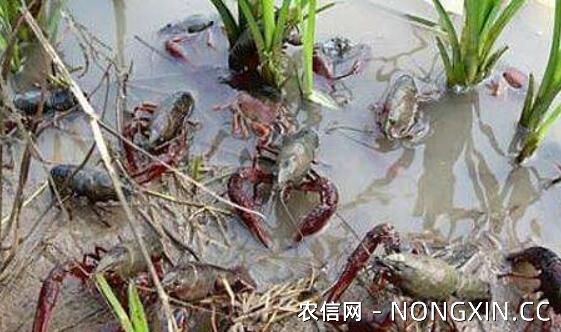 稻虾轮作的小龙虾养殖模式